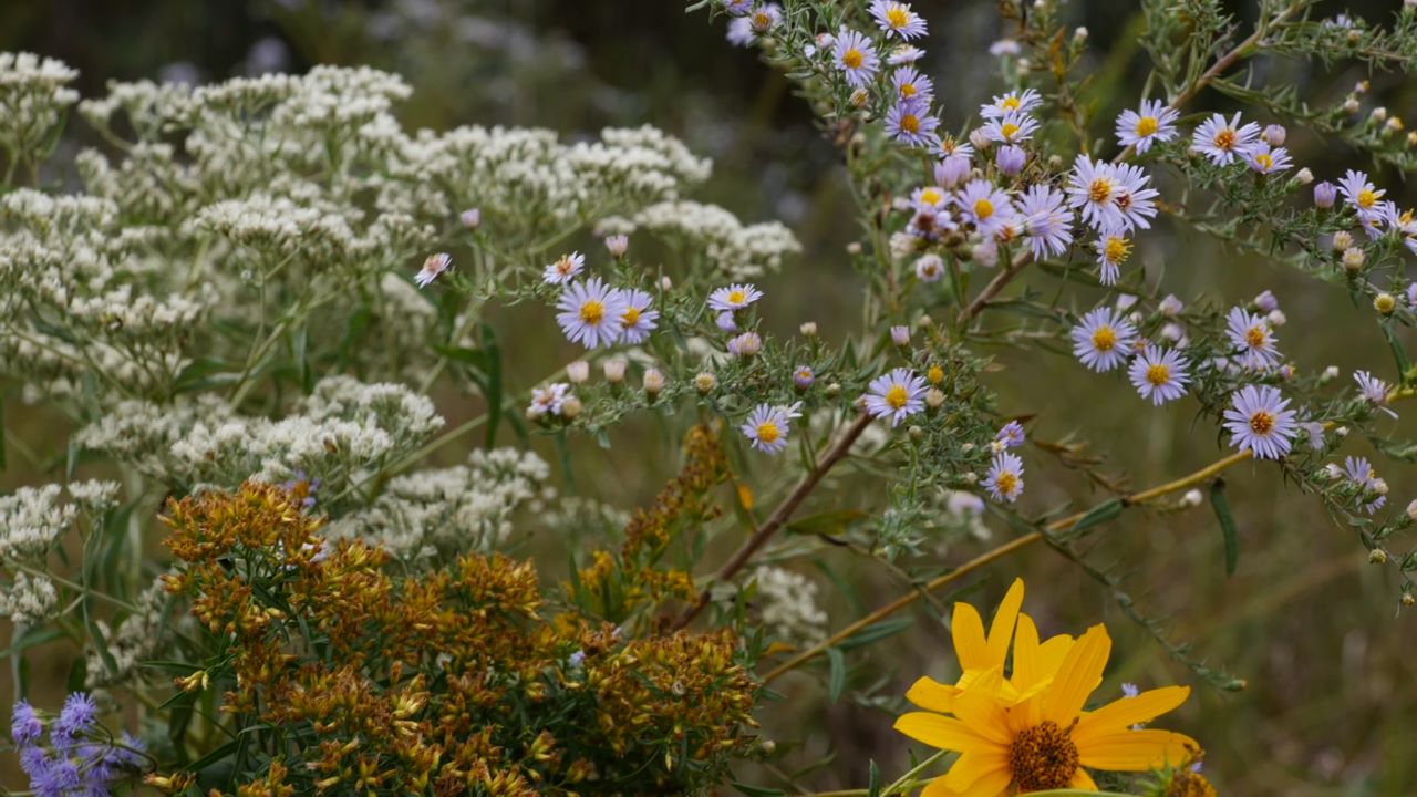 Get It Growing: Beautiful fall wildflowers are abundant